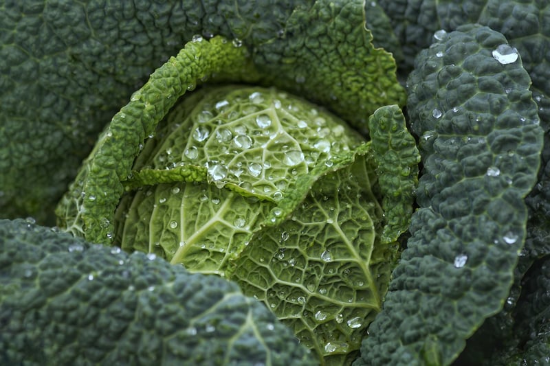 Vertical Veggie Haven