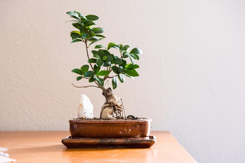 Windowsill Garden